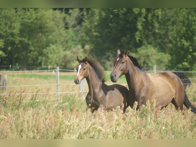 German Sport Horse Mare 15 years 16 hh Brown in Schönwalde
