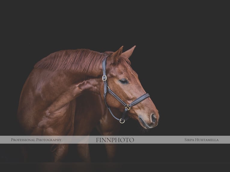 German Sport Horse Mare 15 years 16 hh Chestnut in M&#xF6;nchengladbach