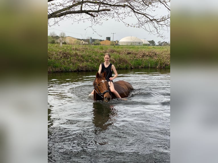 German Sport Horse Mare 15 years 16 hh Chestnut-Red in Klietz