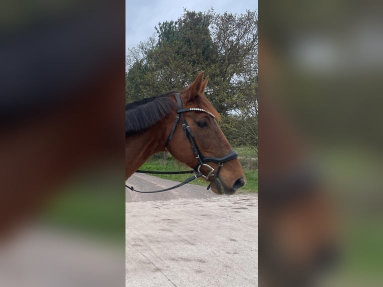 German Sport Horse Mare 15 years 16 hh Chestnut-Red in Klietz