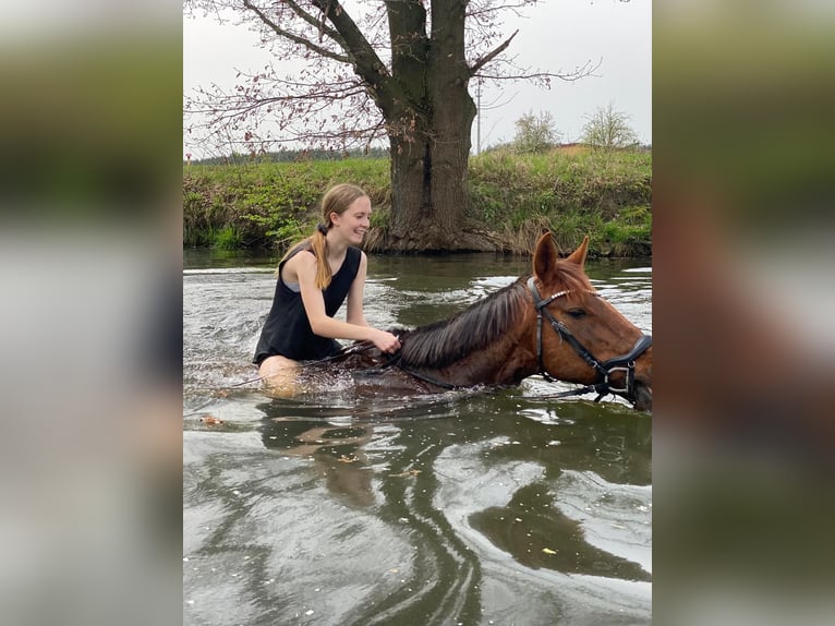 German Sport Horse Mare 15 years 16 hh Chestnut-Red in Klietz