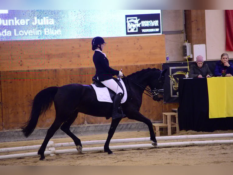 German Sport Horse Mare 15 years 16 hh Smoky-Black in Wien, Leopoldstadt