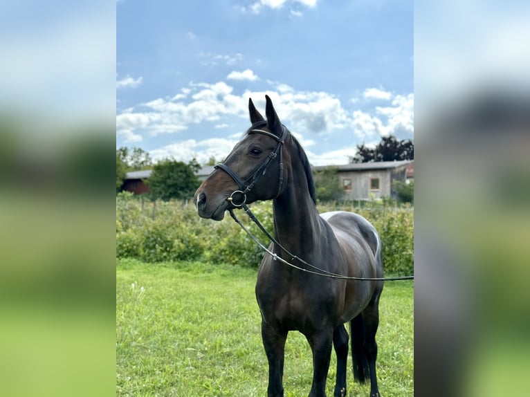 German Sport Horse Mare 15 years 16,1 hh Bay-Dark in Marbach am Neckar