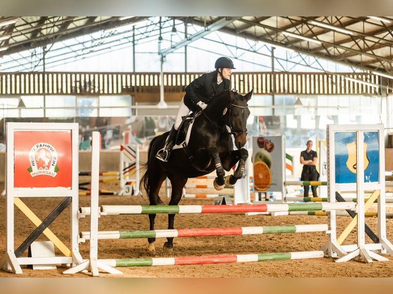 German Sport Horse Mare 15 years 16,1 hh Brown in Marbach am Neckar