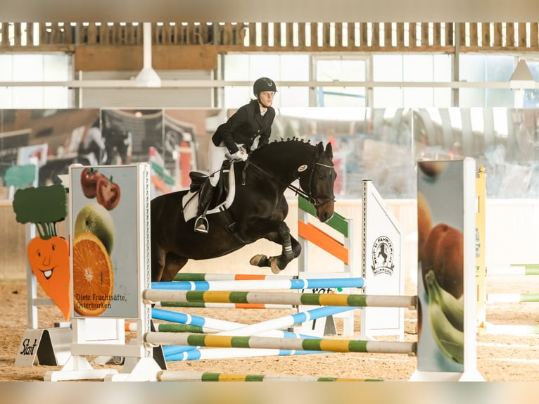 German Sport Horse Mare 15 years 16,1 hh Brown in Marbach am Neckar