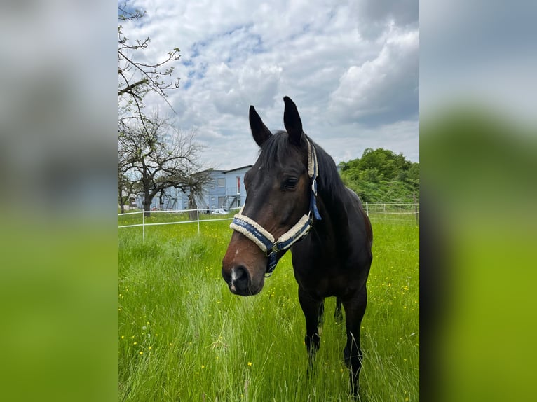 German Sport Horse Mare 15 years 16,1 hh Brown in Marbach am Neckar