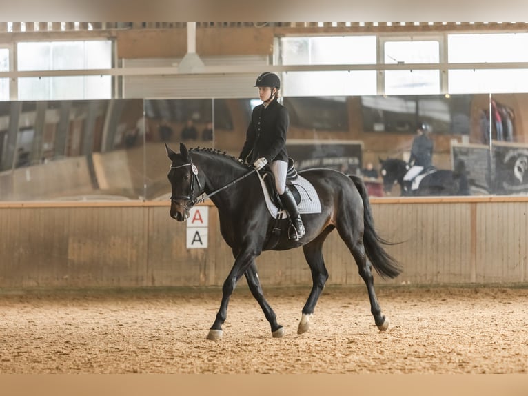 German Sport Horse Mare 15 years 16,1 hh Brown in Marbach am Neckar