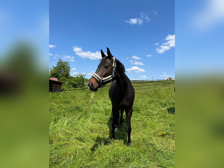 German Sport Horse Mare 15 years 16,1 hh Brown in Marbach am Neckar