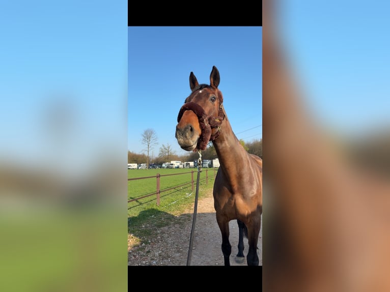 German Sport Horse Mare 15 years 16,1 hh Brown in Salzburg German Sport Horse Mare 15 years 16,1 hh Brown in Salzburg