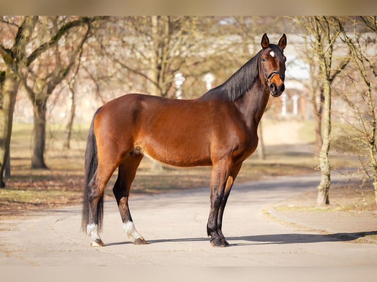 German Sport Horse Mare 15 years 16,1 hh Brown in Schwedt/Oder