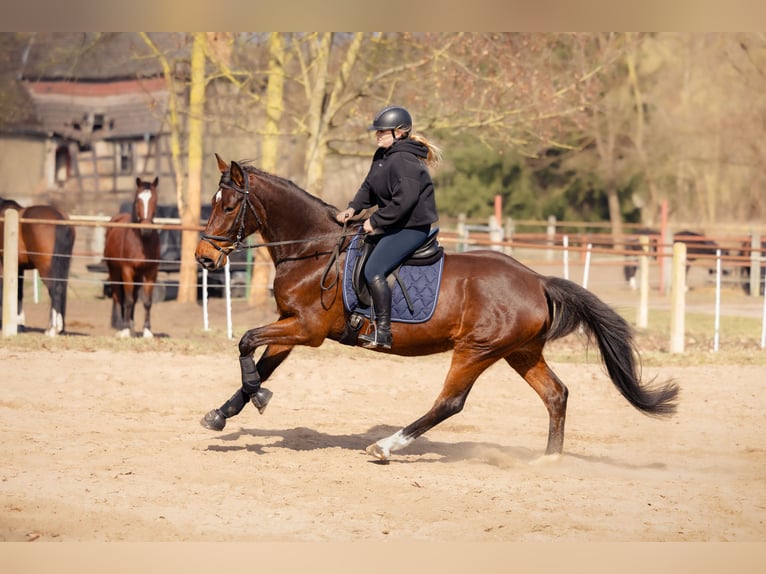 German Sport Horse Mare 15 years 16,1 hh Brown in Schwedt/Oder
