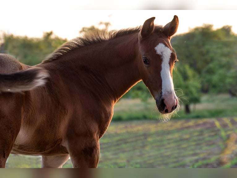 German Sport Horse Mare 15 years 16,2 hh Bay-Dark in SachsenheimSachsenheim