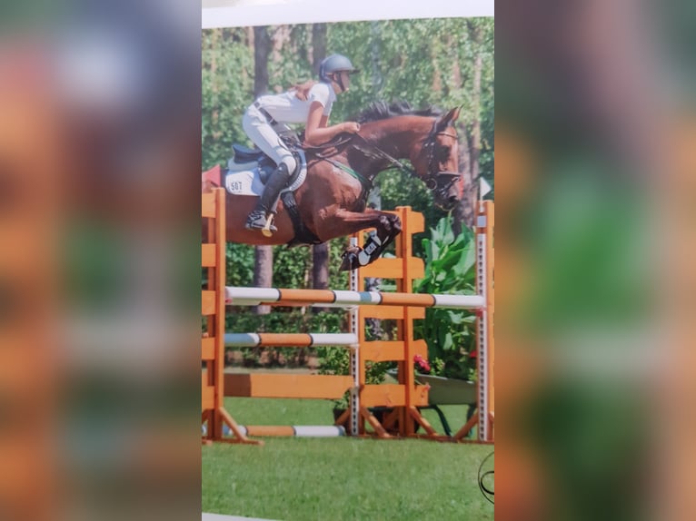 German Sport Horse Mare 15 years 16,3 hh Brown in Rohrlack