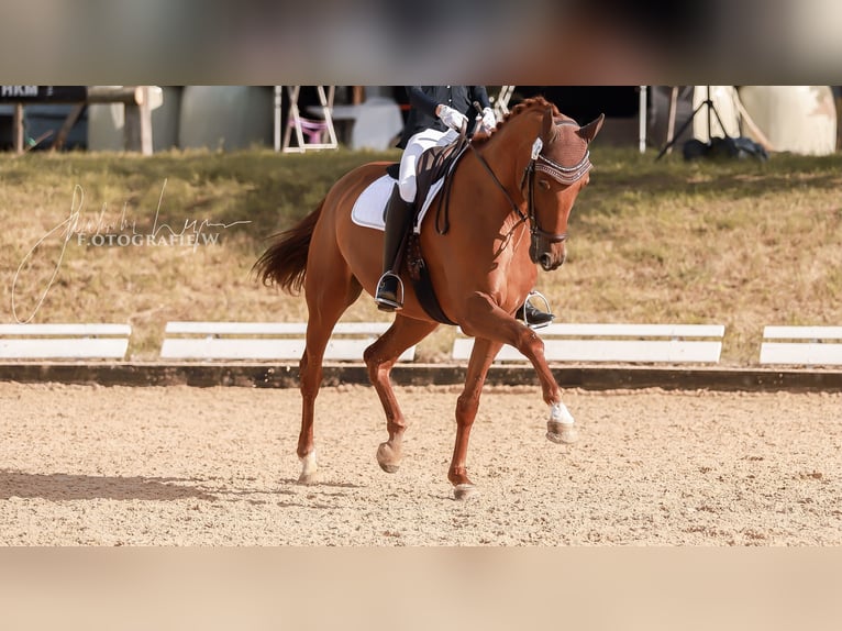 German Sport Horse Mare 15 years 17 hh Chestnut-Red in Lehrberg