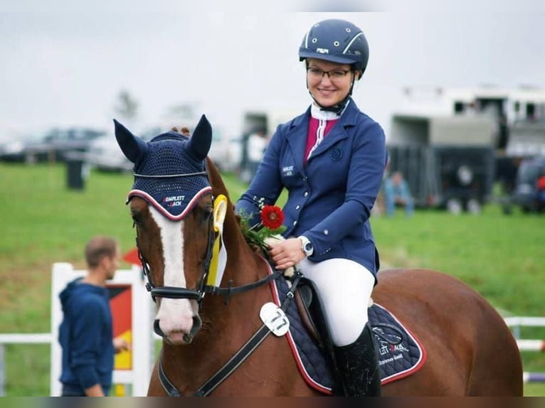 German Sport Horse Mare 15 years 17 hh Chestnut-Red in Kodersdorf