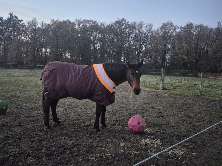 German Sport Horse Mare 15 years Brown in Schinveld