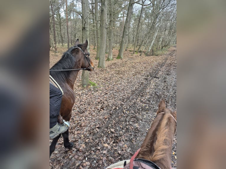 German Sport Horse Mare 15 years Brown in Schinveld