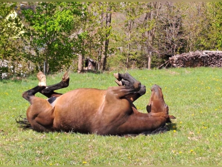 German Sport Horse Mare 16 years 16,1 hh Brown in Frauenstein