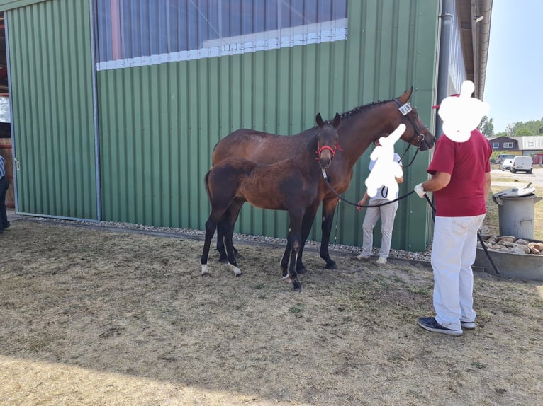 German Sport Horse Mare 16 years 16.1 hh Brown in Möckern OT Loburg