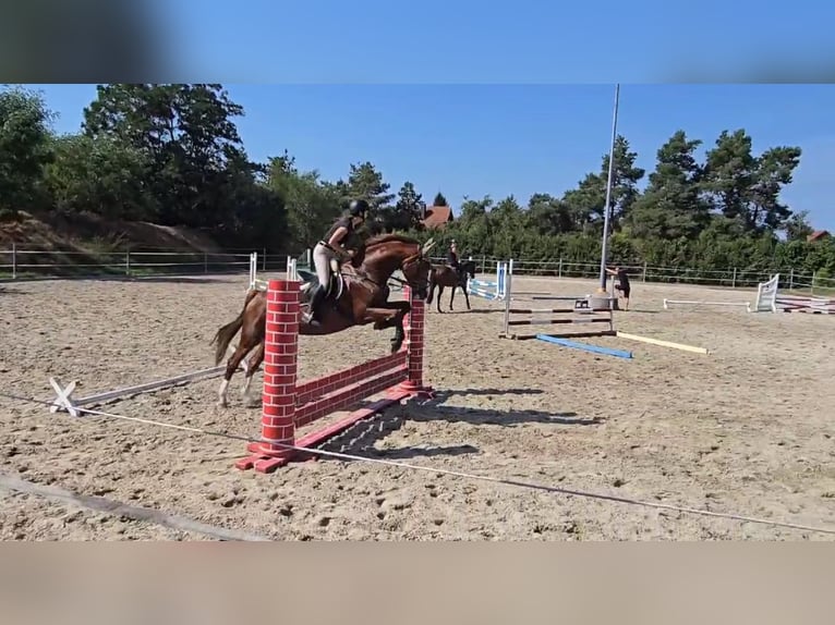 German Sport Horse Mare 16 years 16,1 hh Chestnut-Red in Zschortau