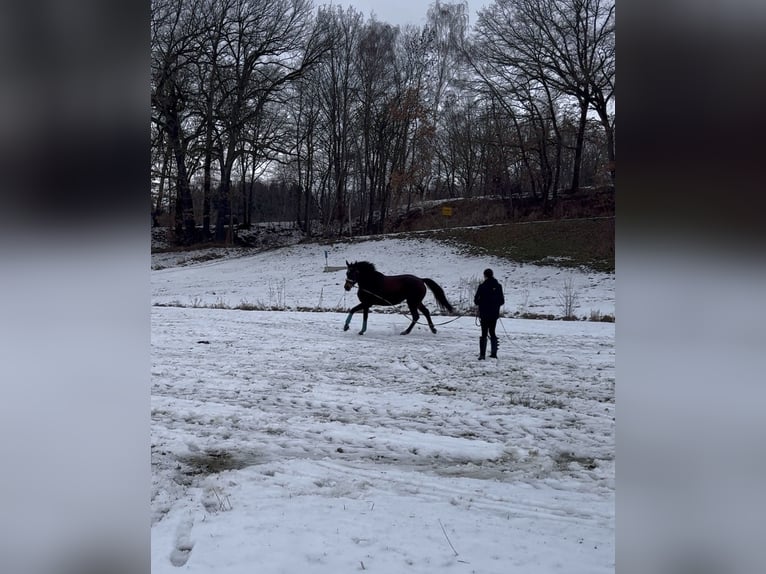 German Sport Horse Mare 16 years 16.3 hh Brown in Dittersdorf