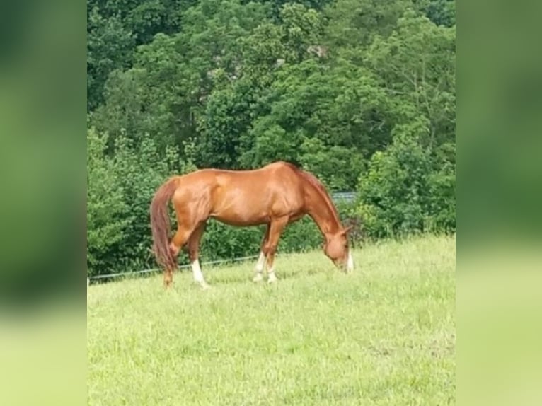 German Sport Horse Mare 16 years 16,3 hh Chestnut-Red in Frauenstein