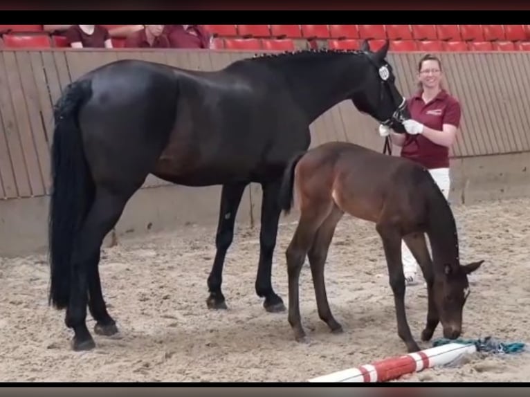 German Sport Horse Mare 16 years 16 hh Black in Frauenstein