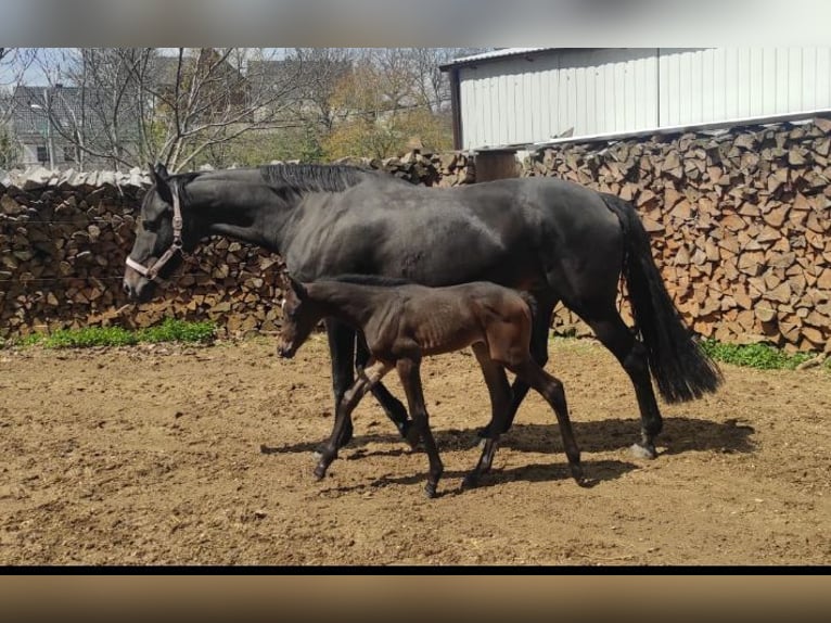 German Sport Horse Mare 16 years 16 hh Black in Frauenstein