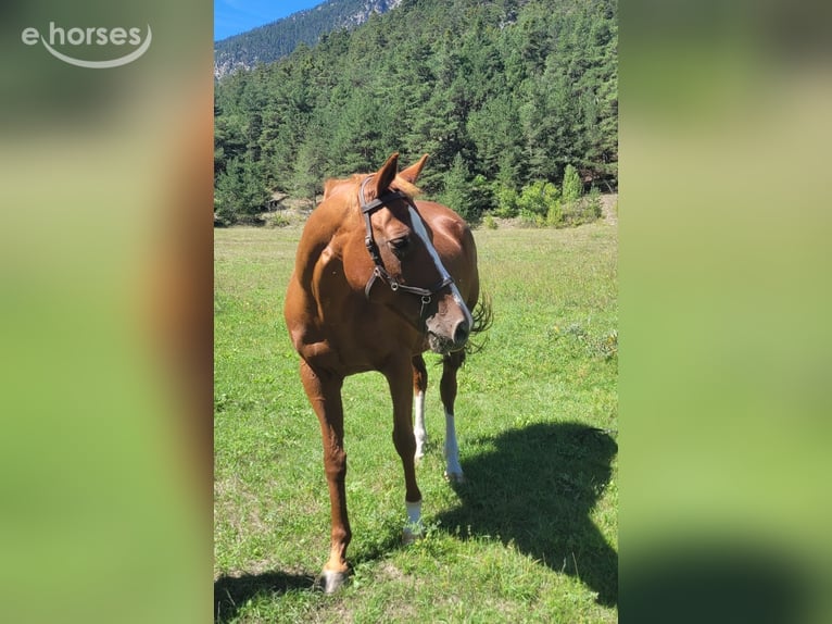 German Sport Horse Mare 16 years 16 hh Chestnut-Red in Briancon