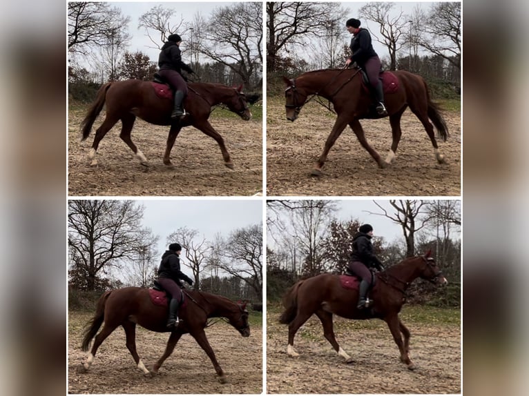 German Sport Horse Mare 16 years 16 hh Chestnut-Red in Schiffdorf