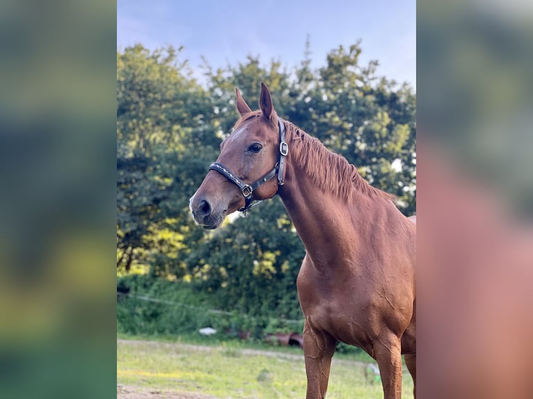 German Sport Horse Mare 16 years 16 hh Chestnut-Red in Schiffdorf