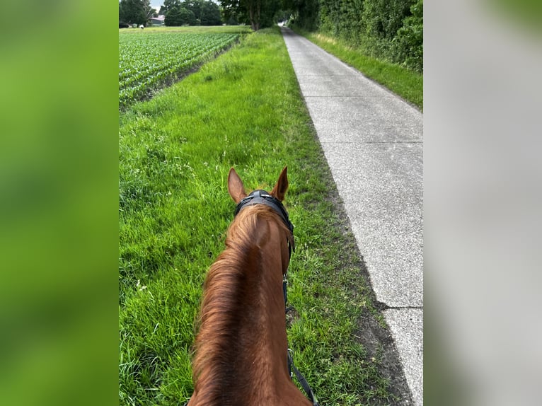 German Sport Horse Mare 16 years 16 hh Chestnut-Red in Schiffdorf
