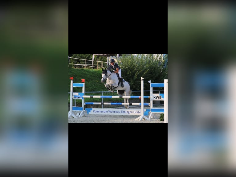 German Sport Horse Mare 16 years 16 hh Grey in Gadow