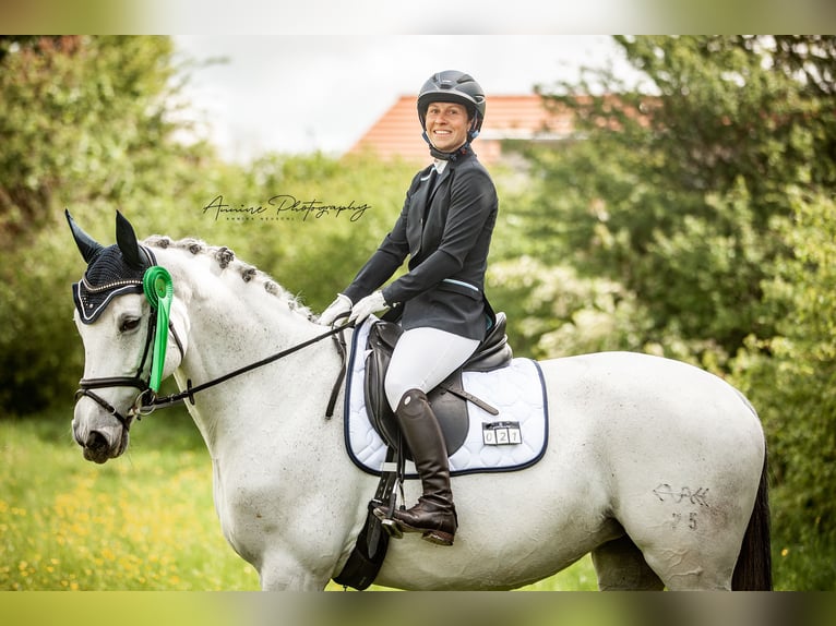 German Sport Horse Mare 16 years 16 hh in Gadow