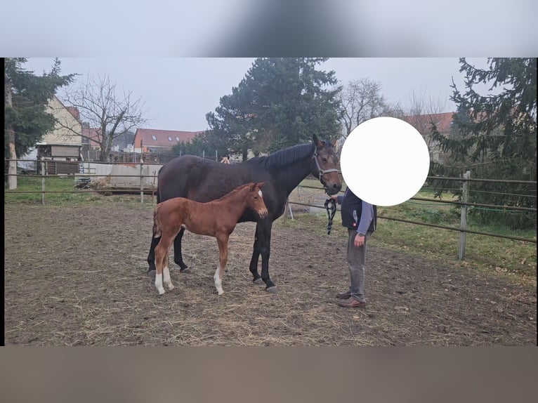 German Sport Horse Mare 16 years 16,1 hh Brown in Loburg