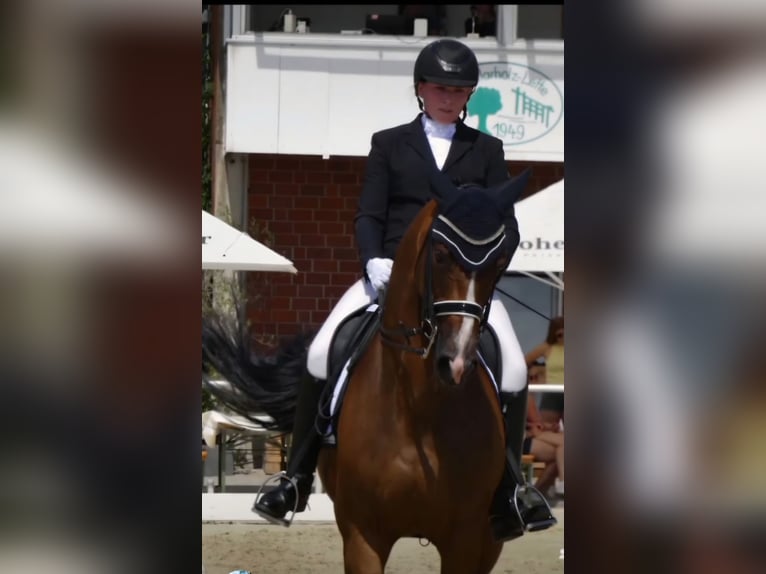 German Sport Horse Mare 16 years 16,1 hh Brown in Rheda-Wiedenbrück