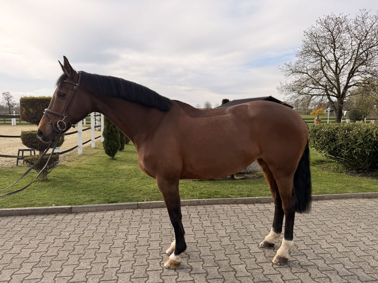 German Sport Horse Mare 16 years 16,1 hh Brown in Nordwalde