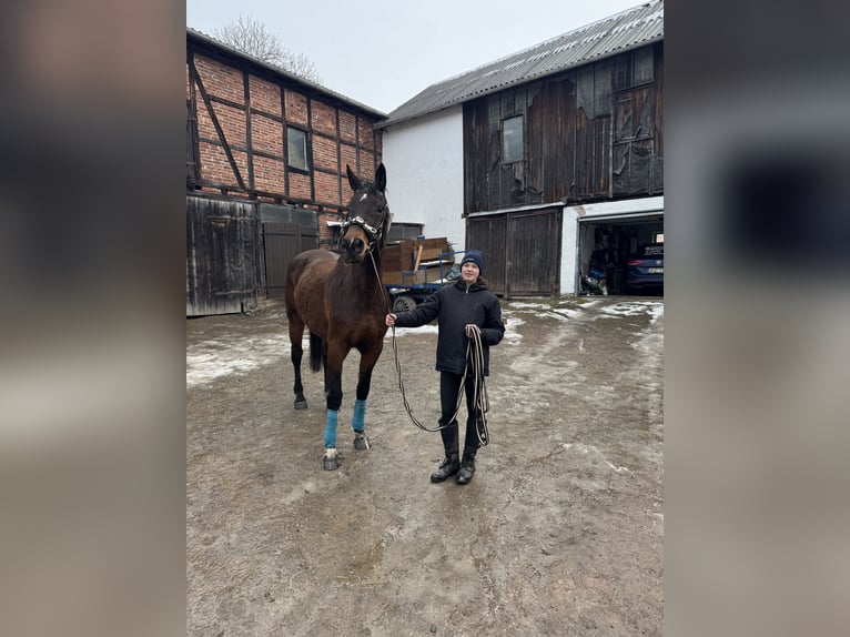German Sport Horse Mare 16 years 16,3 hh Brown in Dittersdorf