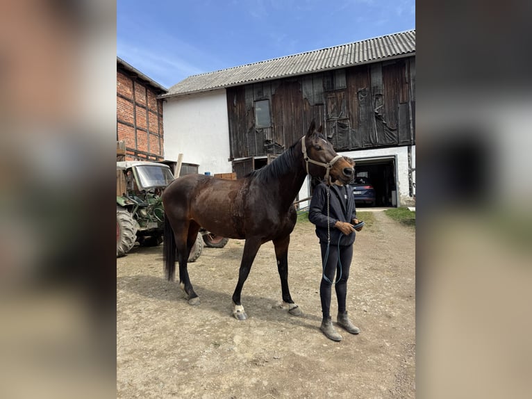 German Sport Horse Mare 16 years 16,3 hh Brown in Dittersdorf