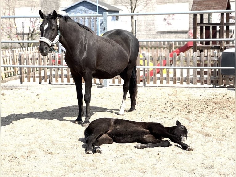 German Sport Horse Mare 17 years 15.2 hh Smoky-Black in Dessau