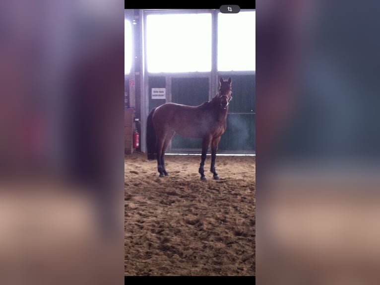 German Sport Horse Mare 17 years 15,2 hh Brown in Salzwedel