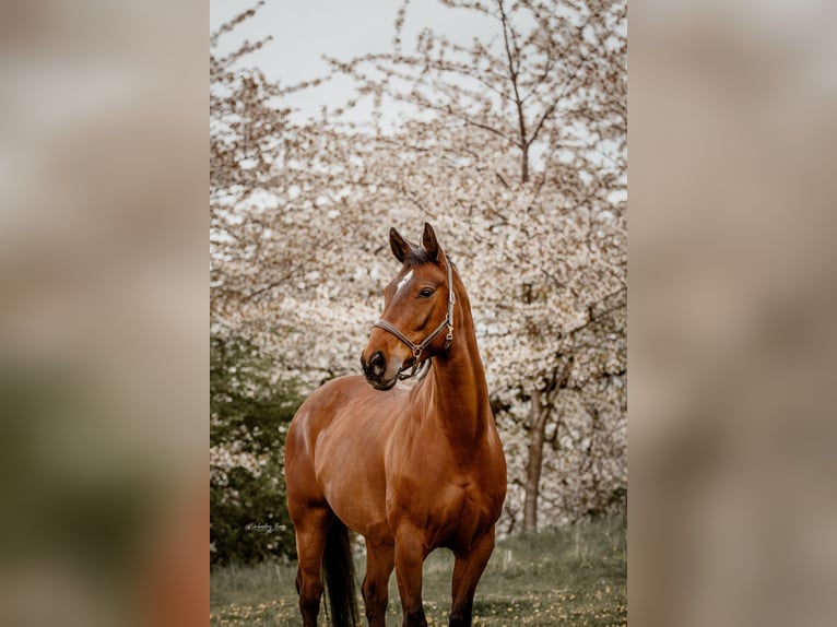 German Sport Horse Mare 17 years 15,2 hh Brown in Wolfenb&#xFC;ttel