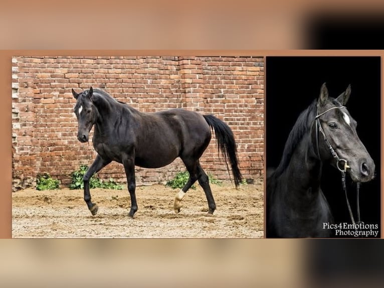 German Sport Horse Mare 17 years 15,2 hh Smoky-Black in Dessau