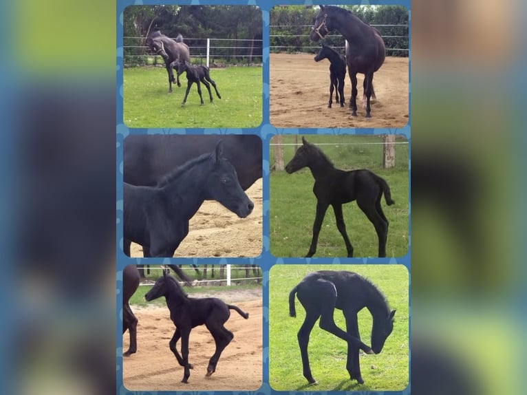 German Sport Horse Mare 17 years 15,2 hh Smoky-Black in Dessau