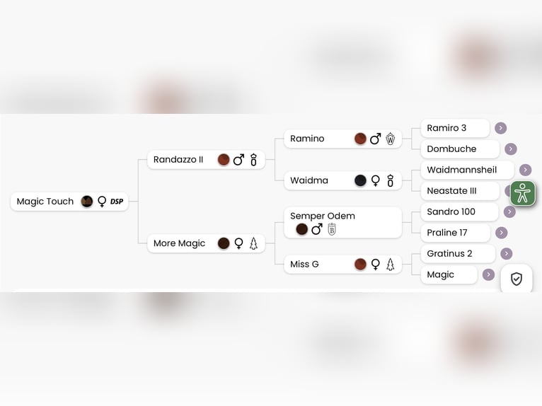 German Sport Horse Mare 17 years 15,2 hh Smoky-Black in Dessau