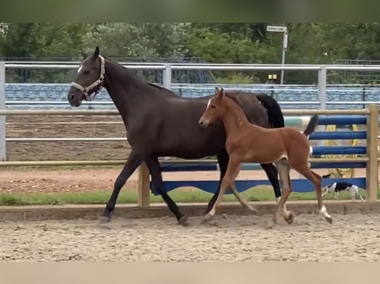 German Sport Horse Mare 17 years 15,2 hh Smoky-Black in Dessau