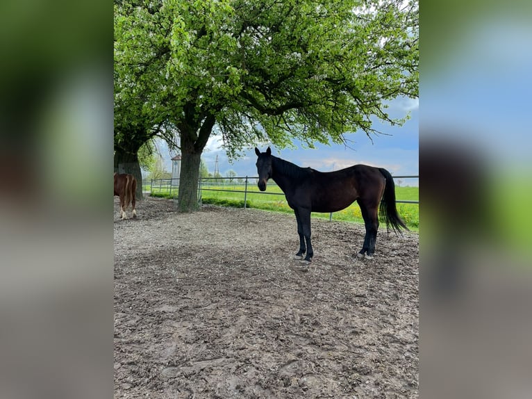 German Sport Horse Mare 17 years 16 hh Bay-Dark in Amstetten