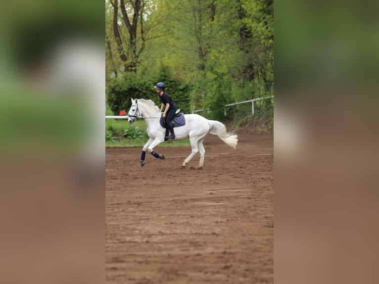 German Sport Horse Mare 17 years 16 hh Grey in Lauf an der Pegnitz
