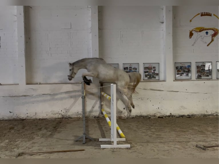 German Sport Horse Mare 17 years 16,1 hh Grey in Leuna