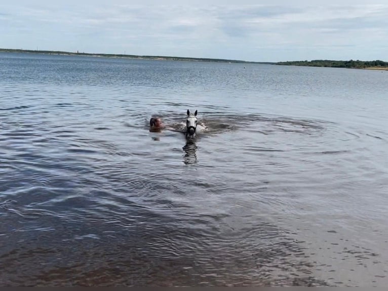 German Sport Horse Mare 17 years 16,1 hh Grey in Leuna